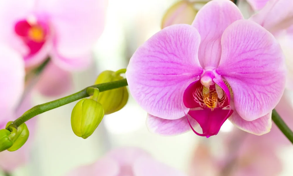 Evento acontece em 5 de outubro, das 9h às 14h, na esplanada do museu, com exposição e venda de orquídeas.